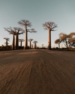 Photo "trip through Africa"