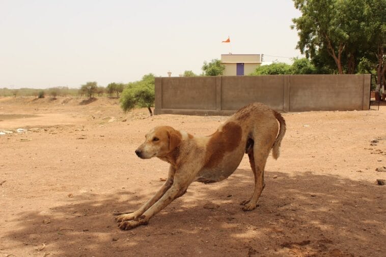 Photo Africa dog