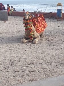 Photo Dog Africa