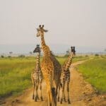 Photo Tanzania Africa Safari Tours