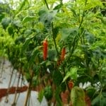 Photo Farmers harvesting