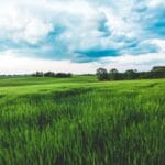 Photo Agricultural field