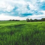 Photo Agricultural field