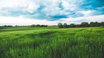 Photo Agricultural field