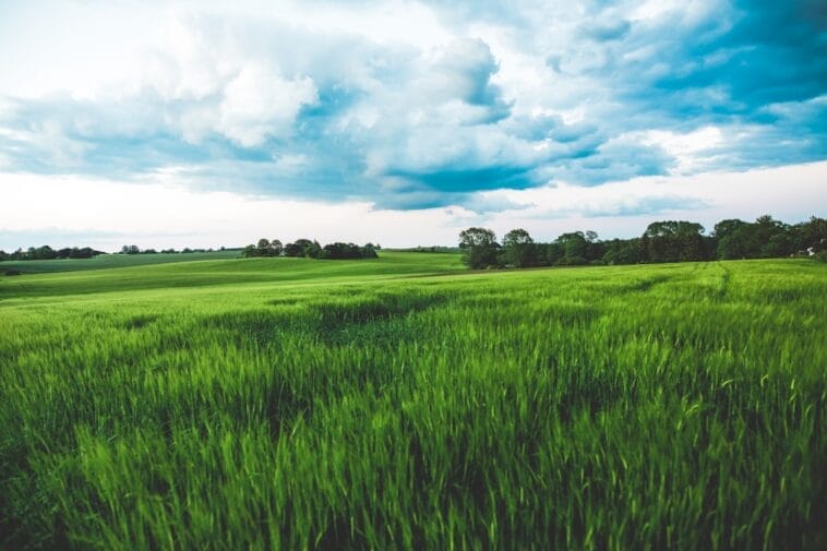 Photo Agricultural field