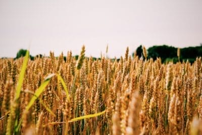 Photo Agricultural field