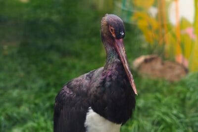 Photo Tropical birds