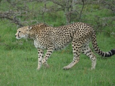 Photo Cheetah running