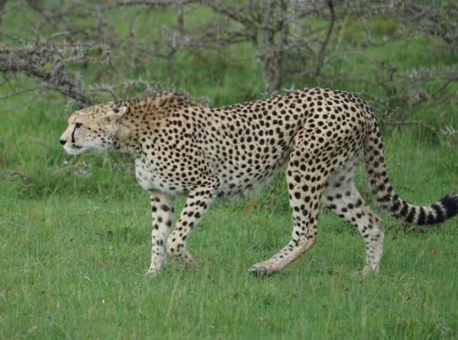 Cheetah running