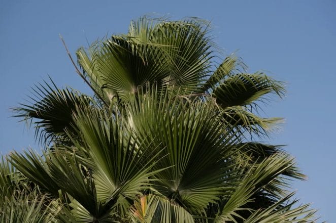 Palm Oasis
