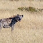 Photo Cheetah running