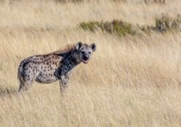 Photo Cheetah running