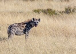 Photo Cheetah running