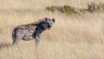 Photo Cheetah running