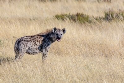 Photo Cheetah running