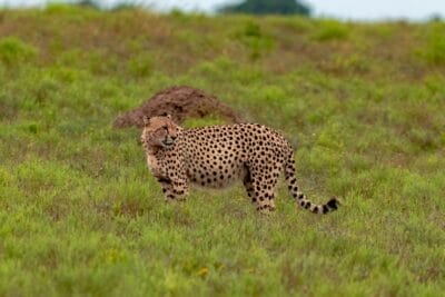 Photo Cheetah running