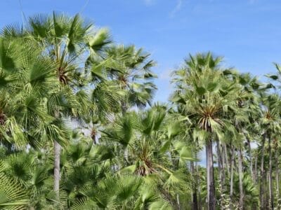 Photo Palm Oasis