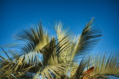 Photo Palm Oasis