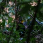 Photo Tropical birds