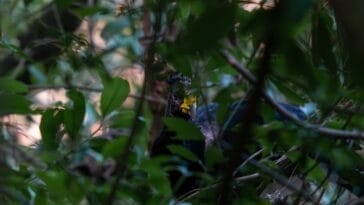 Photo Tropical birds