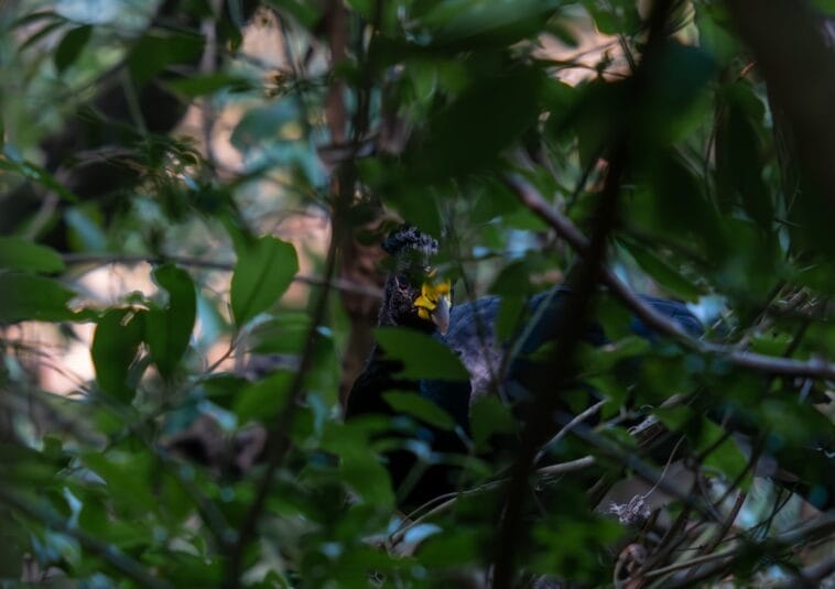 Photo Tropical birds