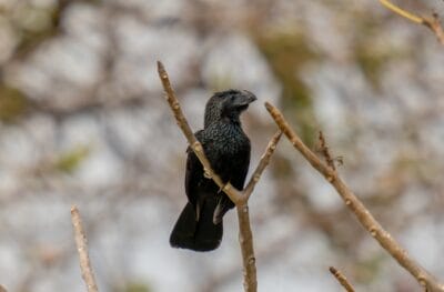 Photo Tropical birds