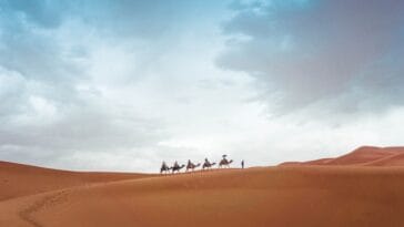 Photo Camel caravan