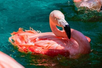 Photo Pink dolphin